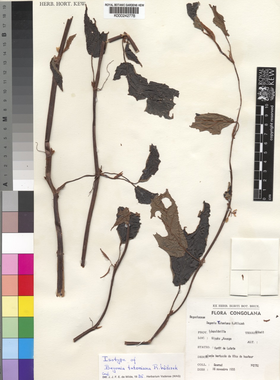 B. tatoniana